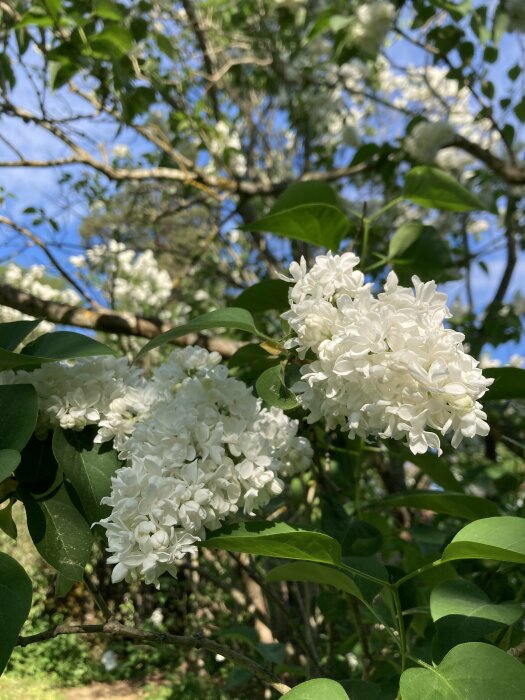 Närbild på vita syrener i blomning med gröna löv och blå himmel i bakgrunden.