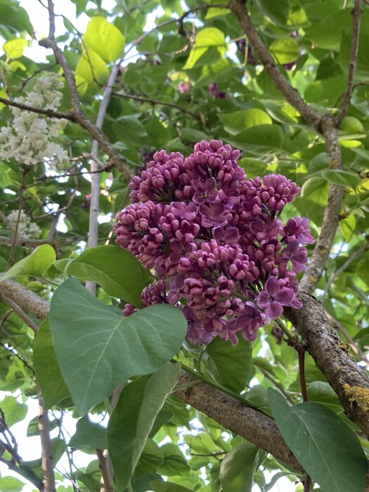 Syrenklase i lila nyanser med knoppar och blad mot himlen, tidig blomning på grund av varmt väder.