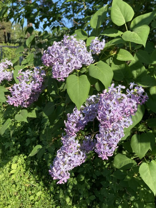 Ljuslila syrenklasar i full blom mot en bakgrund av gröna blad och gräsmark.