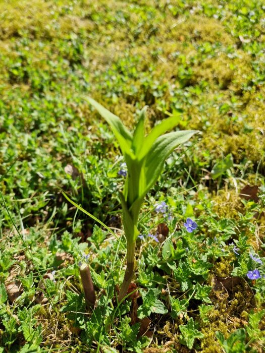 En gräsliknande planta med långa blad omgiven av mossa och småblommig veronika i en trädgård.