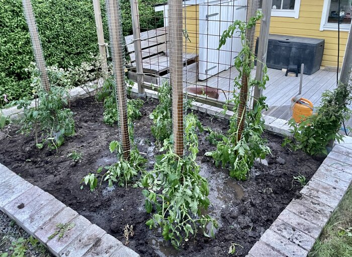 Tomatplantor bundna vid sex vertikala stödpålar i en trädgård med växthus i bakgrunden.