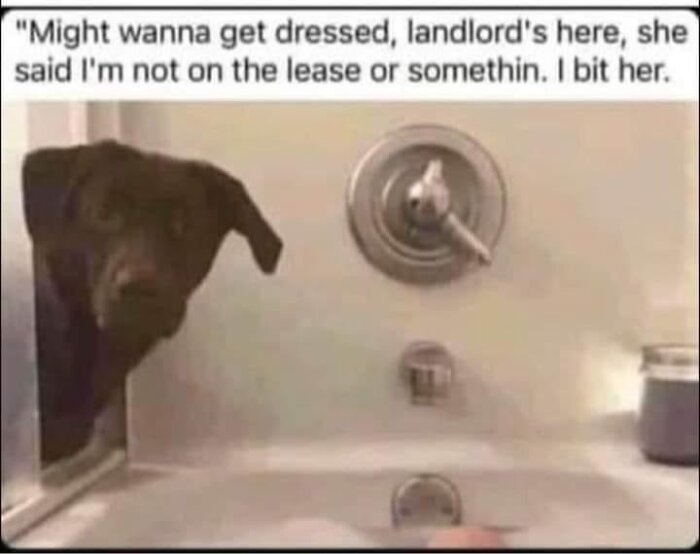 Hund tittar upp från badkar med texten "Might wanna get dressed, landlord's here, she said I'm not on the lease or somethin. I bit her.