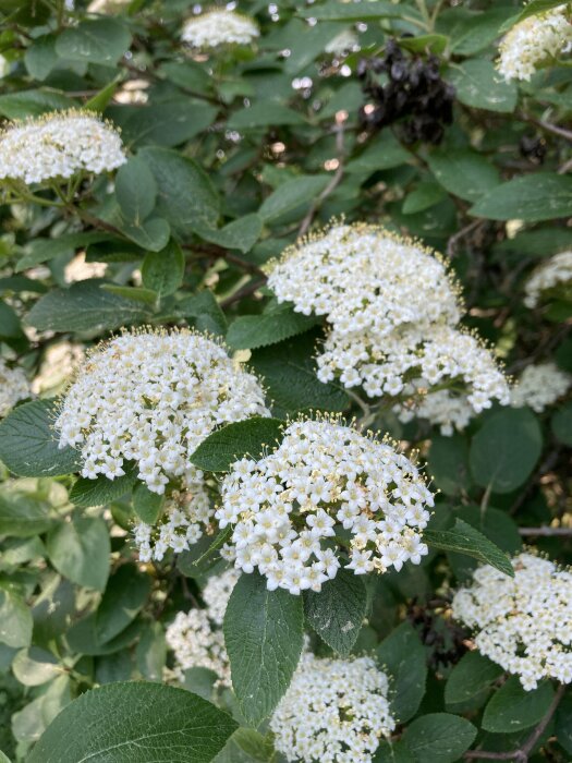 Vita blommor av en buske, troligen bukettspirea, med gröna blad i en trädgårdsinställning.