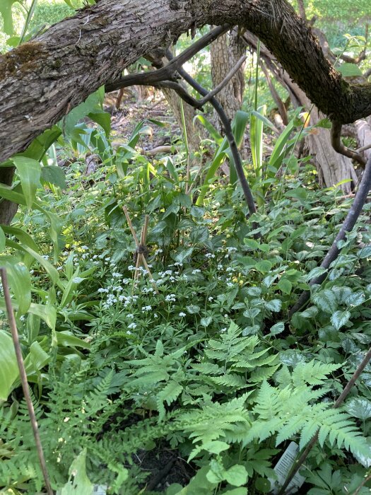 Lummig trädgårdsdel täckt av gröna växter och vitblommande myskmadra under en grenbåge.