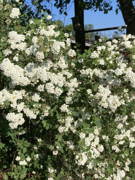 En tät buske med många små vita blommor av vad som antas vara bukettspirea, under soligt väder.