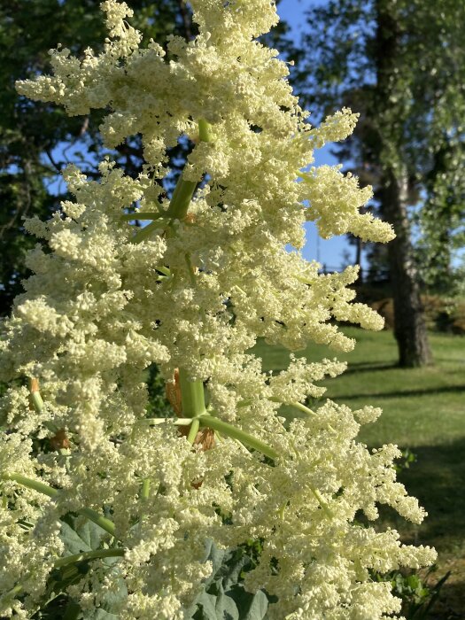 Närbild av blommande rabarber med vita fluffiga blomställningar mot en bakgrund av grönska och träd.
