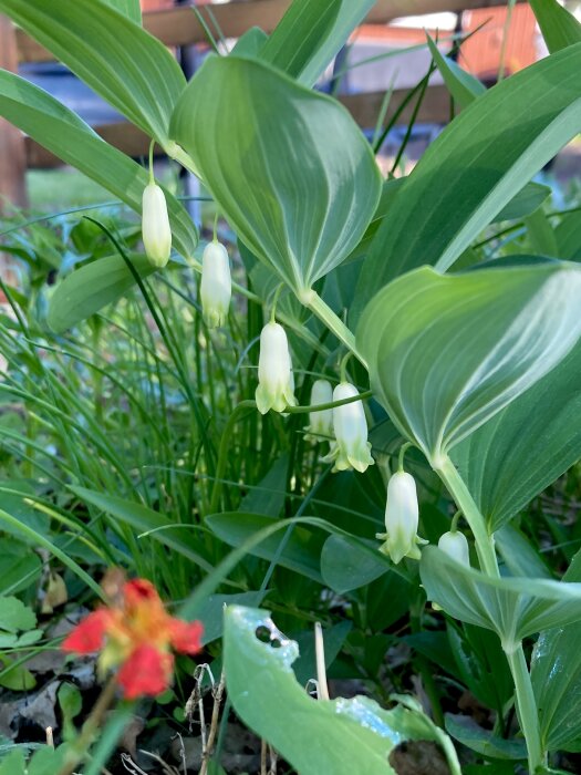 Vitblommande växt med hängande klockor och stora gröna blad i en trädgård.