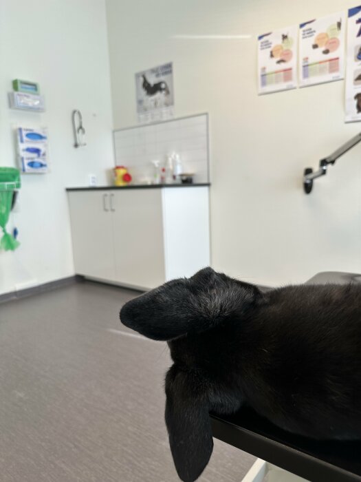 Svart kanin i veterinärklinik med blicken mot godisburk, efter att ha fått stygn borttagna.