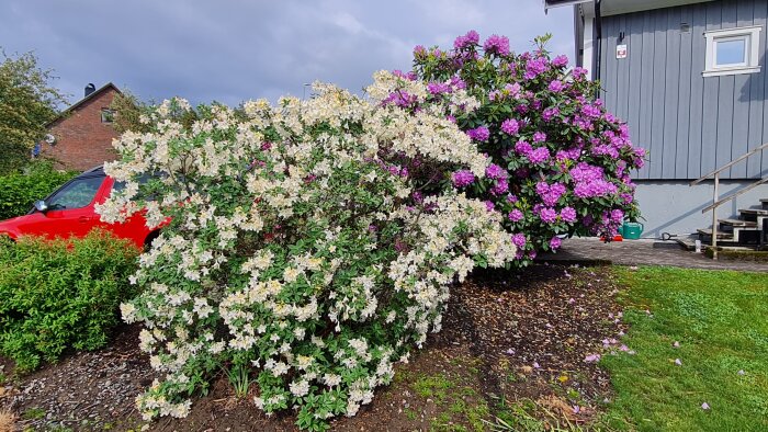 Azalea och Rhododendron i full blom framför ett hus, med början av Jasminblommor.