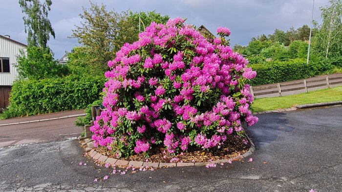 Lummig azaleabuske i full blom på en förortsgränd, med rosa blommor som står i kontrast till det gråa vädret.