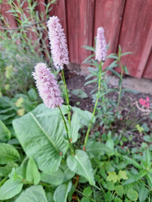 Ljusrosa blommor av ormrot planterade i trädgård med mörkrött staket i bakgrunden.