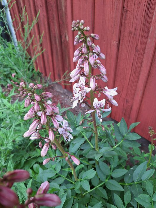 Blommande honungslök med rosa och vita blommor framför en röd trävägg och gröna bladväxter.
