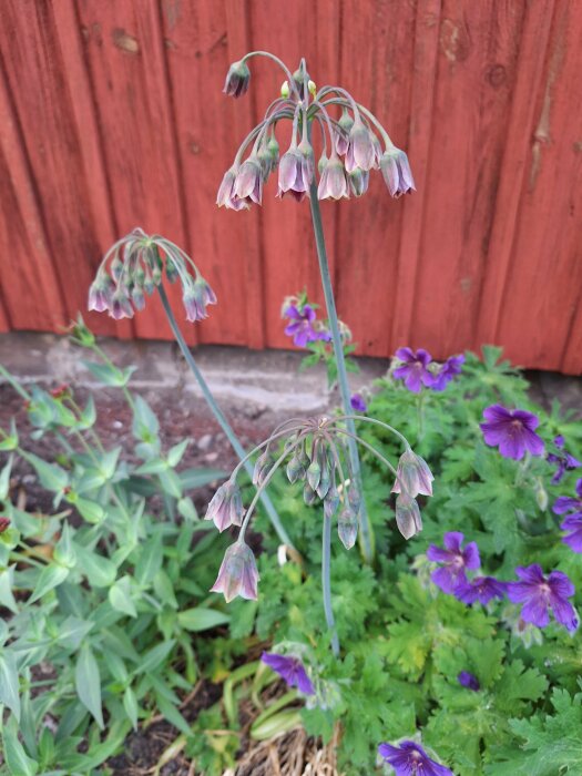 Blommiga växter framför röd trävägg, inklusive en hög planta med nedåtböjda klockformade blommor.