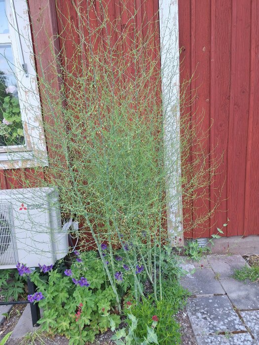 Buskliknande sparrisplanta till höger och näva till vänster framför en röd husvägg.