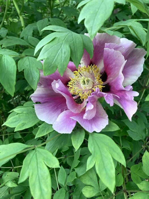 Utslagen trädpion i nyanser av rosa och lila med gul mitt, omgiven av gröna blad.