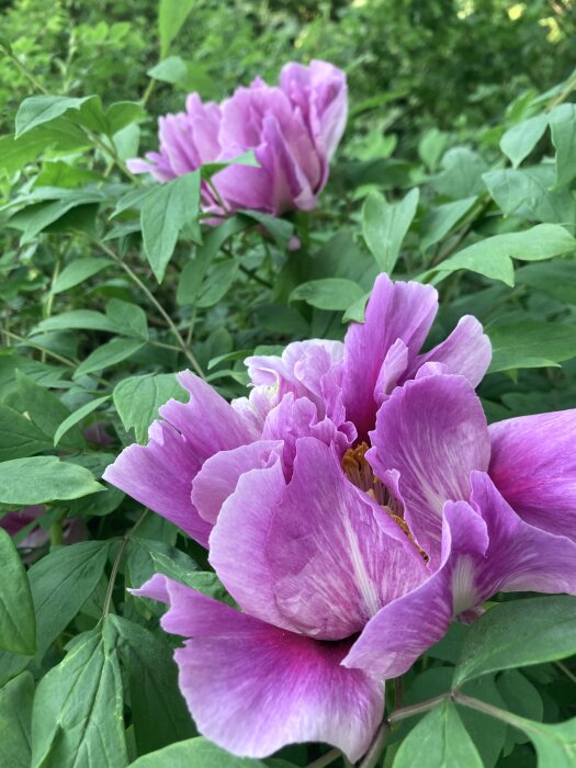 Ljusa lila trädpionblommor i full blom omgivna av gröna blad tidigt på säsongen.