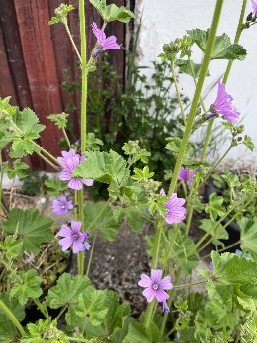 Rödmalva med lila blommor och gröna blad nära en trätrapp och vit vägg.