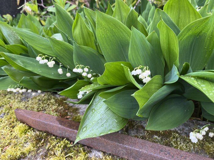 Liljekonvalj med droppar på bladverket bredvid en rostig kantstål, ovanpå mossig yta.
