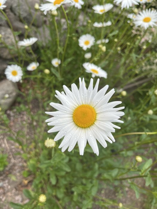 Närbild på en vit prästkrage med droppar av dagg på kronbladen och oskarpa blommor i bakgrunden.