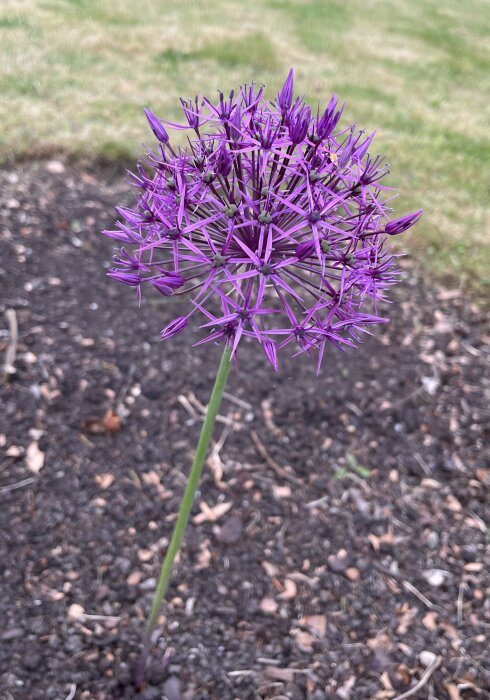 Alliumblomma med lila stjärnformade blommor på en klotformad blomställning mot suddig bakgrund.