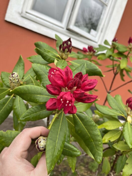 Hand håller en blommande röd rhododendronknopp framför en husvägg med ett fönster.