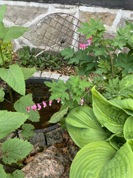 Trädgårdshörn med rödmalva, hostor och en rostig trädgårdsgrind mot stenmur.