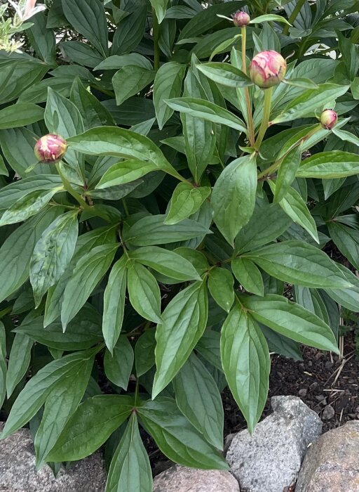 Pionknoppar nära blomning, gröna lövverk, stenar vid foten av växten.