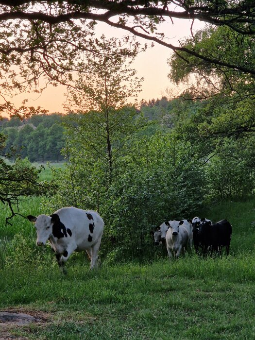 Kor betar på en äng vid skymningen med träd och en solnedgång i bakgrunden.