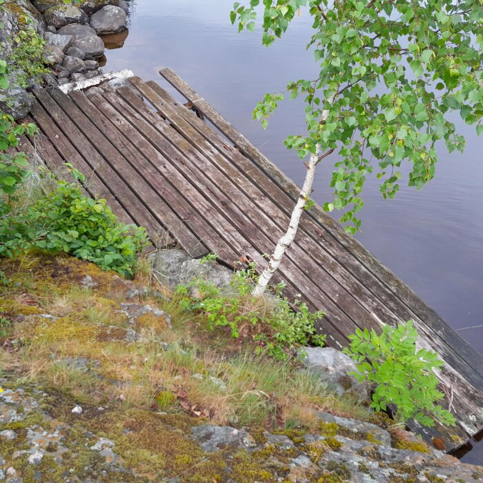 Fallfärdig träbrygga vid en insjö med stenar synliga vid strandkanten.