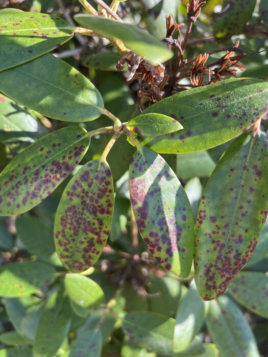 Närbild av en Rhododendronplanta med bruna prickar på gröna blad