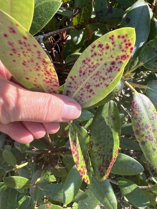 Rhododendronblad med bruna prickar hålls upp mot kameran i dagsljus.