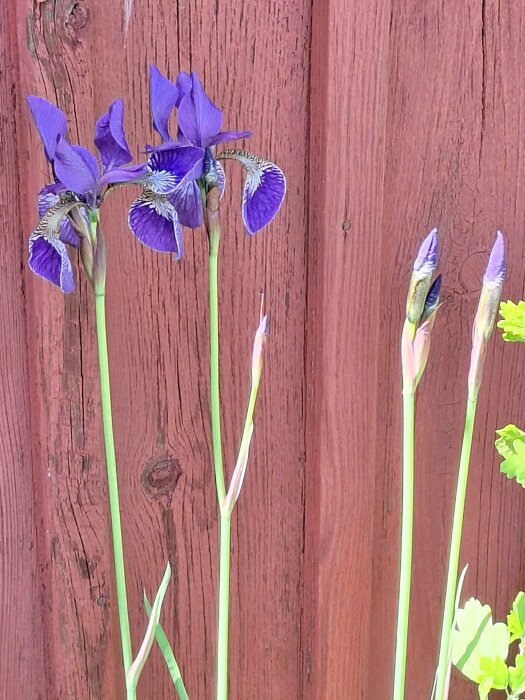 Blommande blåa irisar mot en röd trävägg med knoppar och gröna blad.