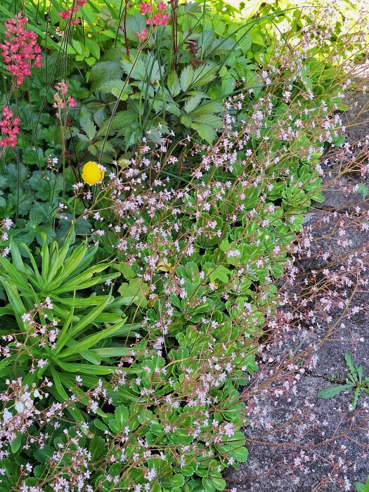 Trädgårdsparti med blommande skuggbräcka, iris och andra gröna växter vid stenläggning.