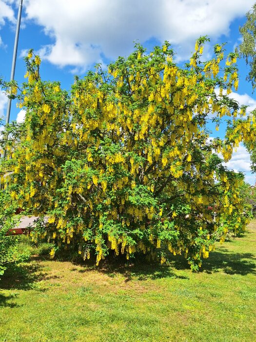 Ett blommande gullregnsträd med gula blomklasar mot en blå himmel i en trädgård.