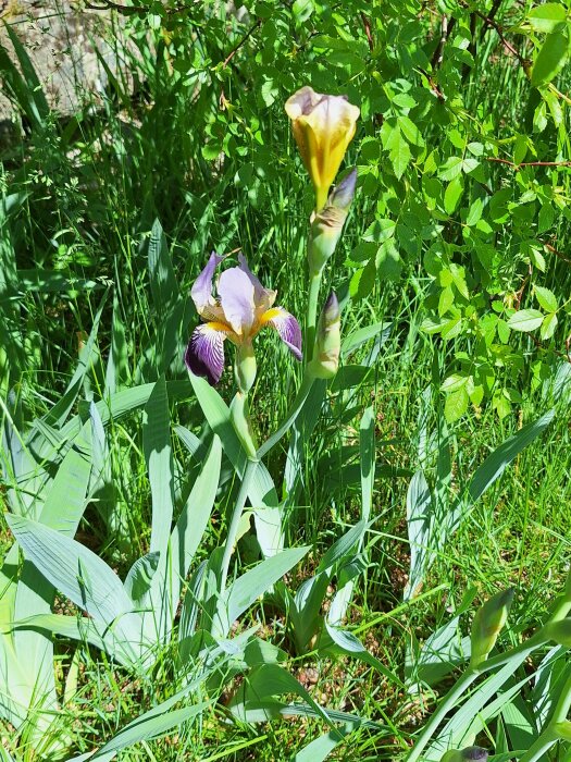 Blommande lila och gula irisar i en solig trädgård med grönskande bakgrund.