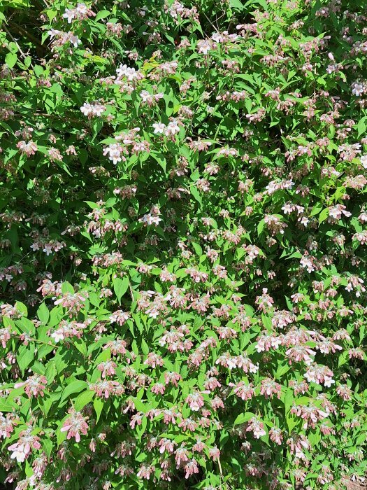 Skuggbräckans blommor i trädgården, rosa och vit, omgiven av gröna blad.