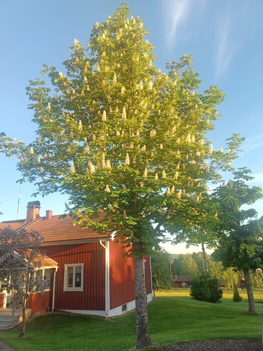 Blommande hästkastanjträd framför röd stuga med vit knut under våren.