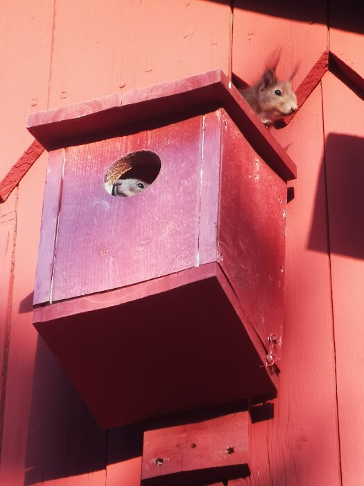 Två ekorrar vid ett rött fågelhus på en trävägg, en tittar ut genom hålet och den andra sitter utanpå.