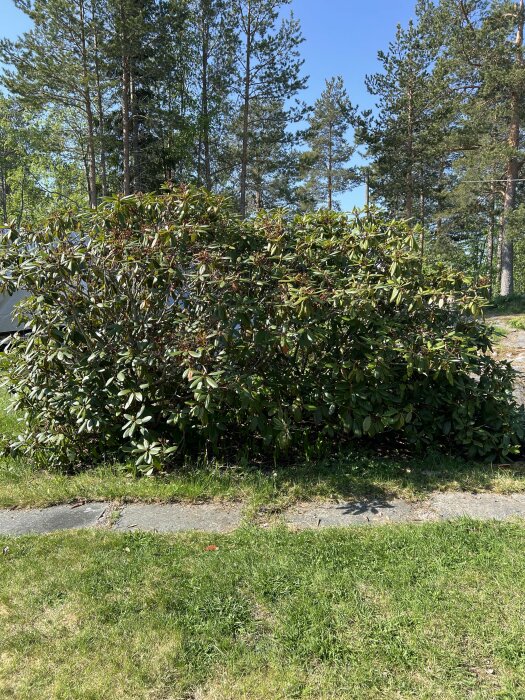 Stor Rhododendronbuske med angripna blad, liljekonvaljer under, omgiven av grönt gräs och träd i bakgrunden.