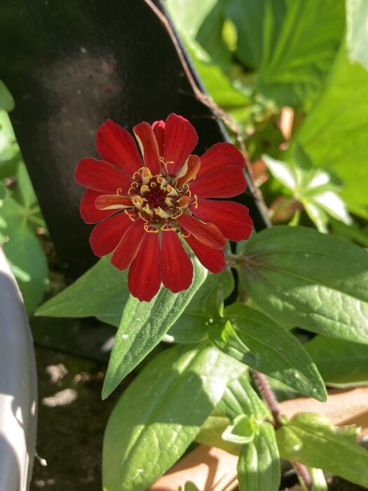 En ensam röd zinniablomma i knoppstadiet med gröna löv i solljus.