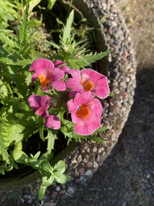 Nyutsprungen rosa nemesia med orange centrum växer i en kruka med grusig jord, frågeställare undrar om plantans fyllighet.