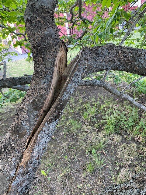 Gammalt syrenträd med en stor spricka i en av de grova grenarna.