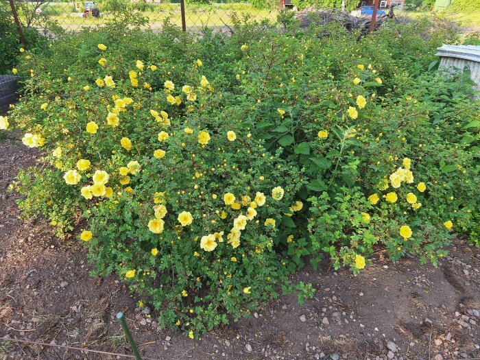 Blommande gult rosbuskage med gröna blad och synliga pioner i förgrunden, med stängsel i bakgrunden.