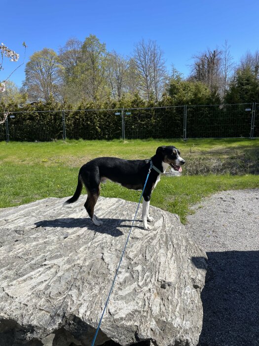 Bordercollie/Whippet-blandning står på en sten utomhus i soligt väder.