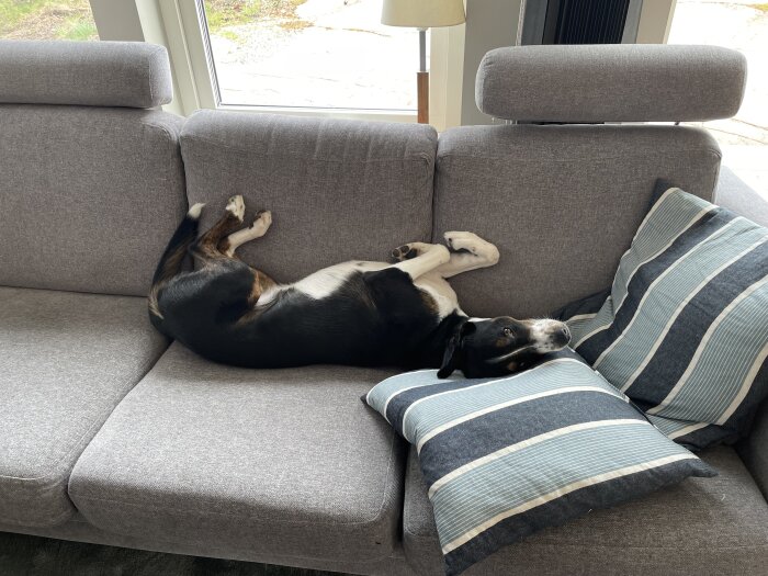 Bordercollie/Whippet-blandning som slappar på en soffa med randiga kuddar.