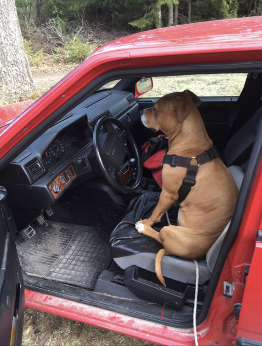 Hund sitter på förarsätet i en röd bil, ser ut som om den är redo att köra.