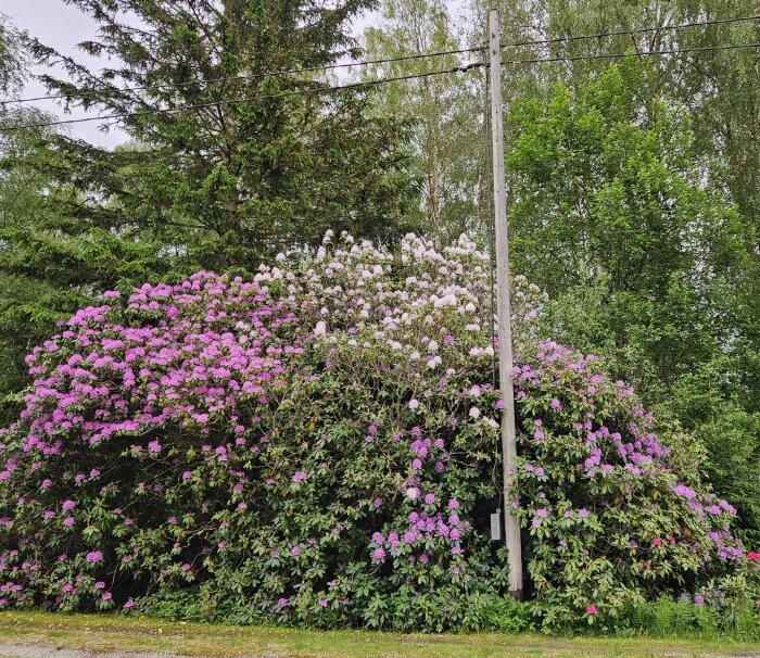 Stor buske med lila och vita syrener vid en trädpelare, omgiven av grönska i en trädgård.