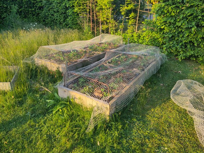Trädgårdsland med grönsaker skyddat av kattnät i en solig trädgård.
