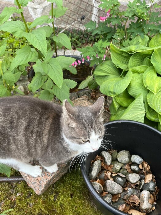 Gråvit katt som sitter bredvid en kruka och stenar i en trädgård.