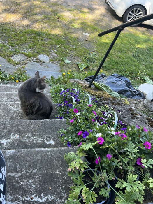 En katt sitter på stentrappan bredvid blomkrukor med lila blommor, ute på en gårdsplan.